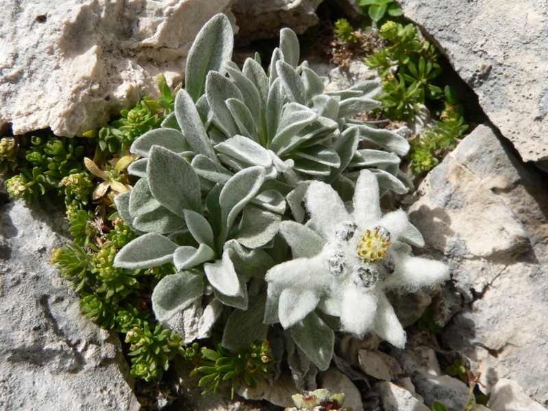 Leontopodium nivale / Stella alpina appenninica